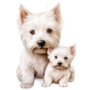 Willie Westie Breeders | Cute westies for sale